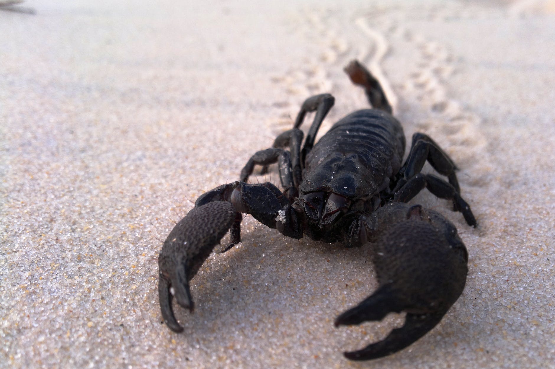 black scorpion on white sand